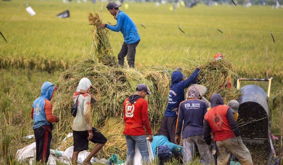 Adaptasi Perubahan Iklim Pertanian di Indonesia: Tantangan dan Inovasi Menuju Ketahanan Pangan